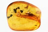 Detailed Fossil Cockroach (Blattodea) In Baltic Amber - Rare! #335746-1